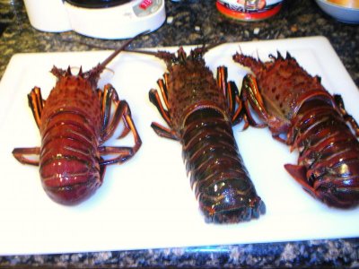 hollw-lobstr 004.jpg
