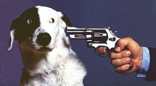 dog gun.jpg