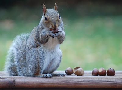 squirrel+with+acorn.jpg