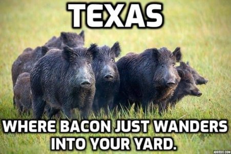 Texas bacon in your yard.jpg