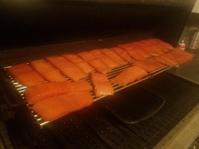 Salmon 2.jpg
