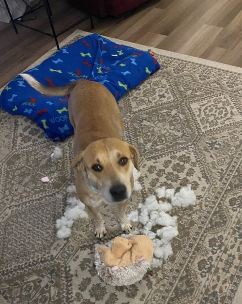 Lola and squeaker.jpg