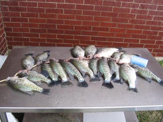 Fish040606 001.jpg