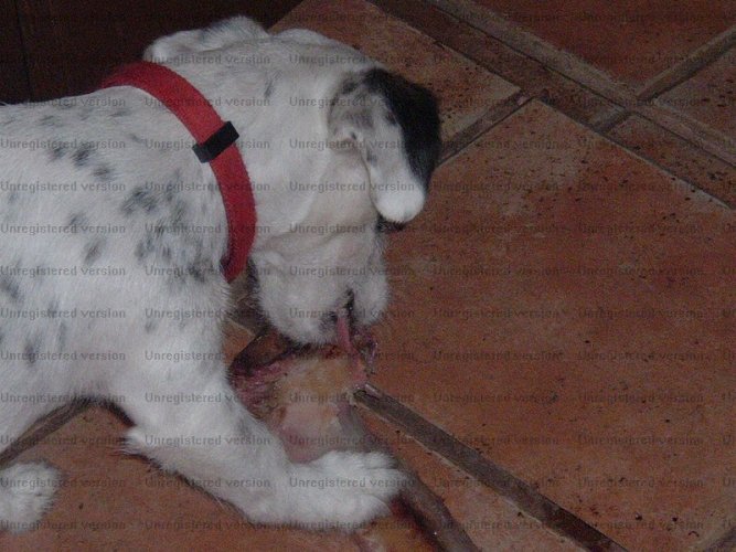 Mollieandthebone1.jpg