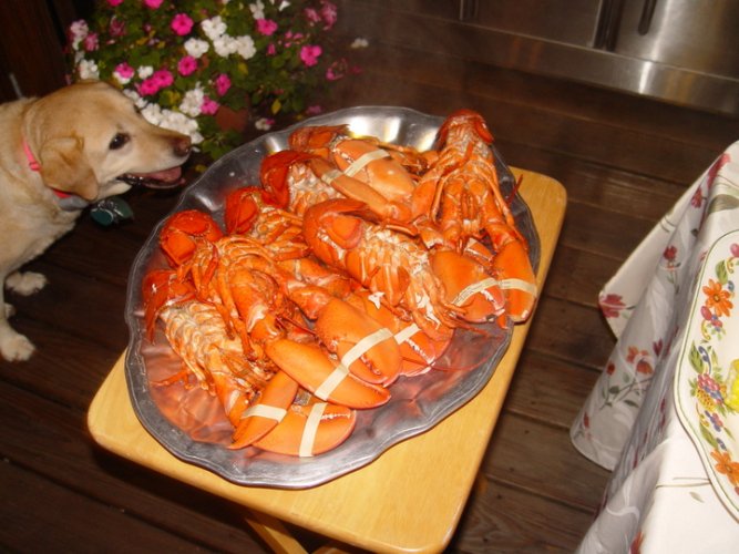 lobster.jpg