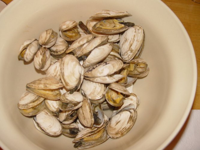 Steamers.jpg