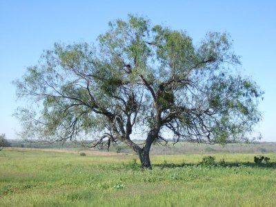 Mesquite Tree.JPG