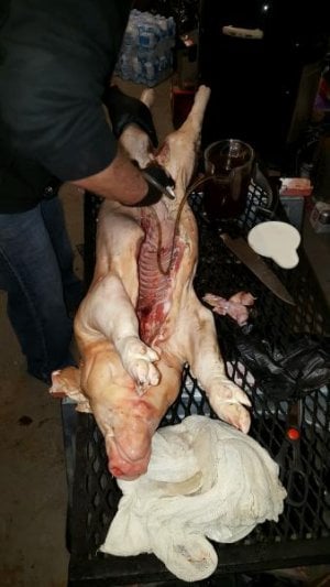 PIG 3.jpg