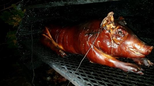PIG 1.jpg