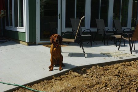 coop 7 mos old.jpg