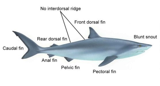 bull-shark-anatomy.jpg