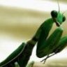 Mantis