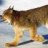wildcat89