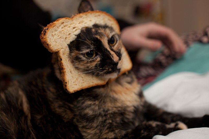 800px-Breaded_Cat.jpg