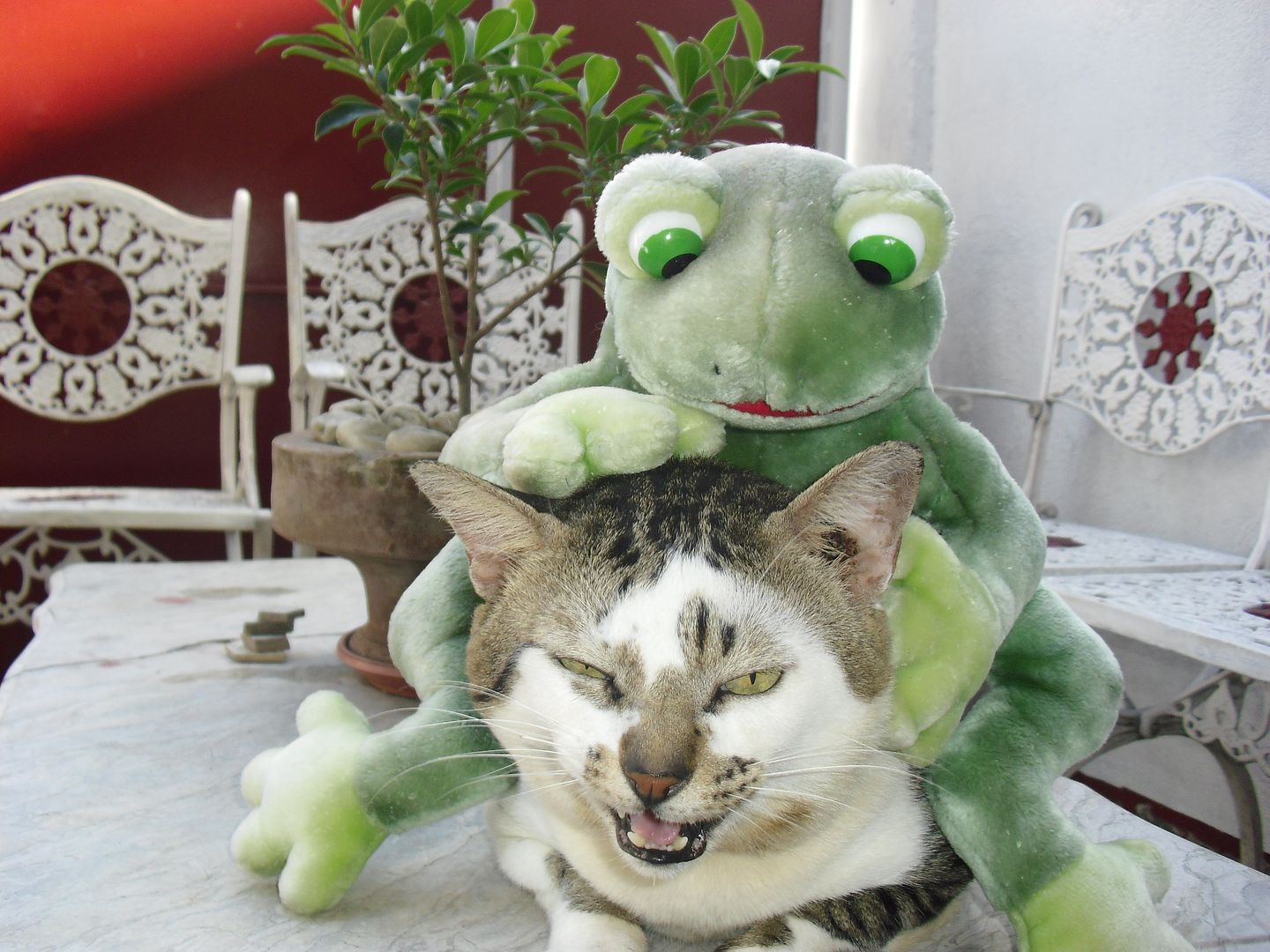 cat_and_frog_by_angel_prophecy-d3j7kgt.jpg
