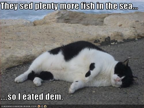 894c7_funny-pictures-cat-ate-fish-from-sea.jpg