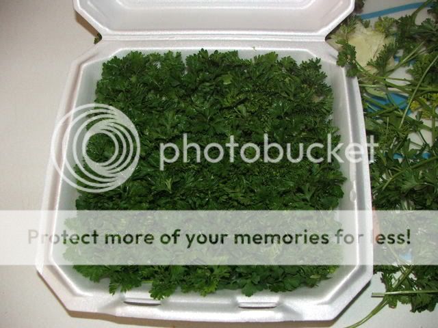 parsley001-2.jpg