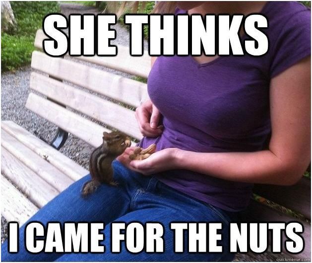 auto_she_thinks_squirrel_nuts_348342_200.jpg